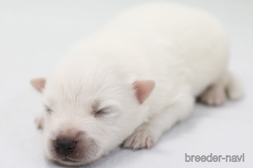 成約済の神奈川県の日本スピッツ-315950の3枚目